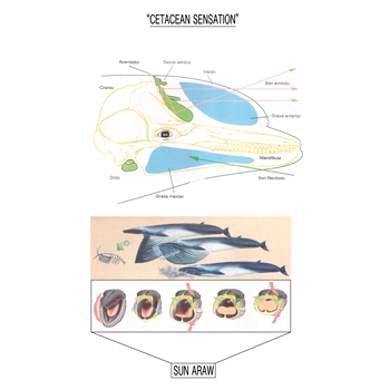 Sun Araw - Cetacean Sensation - Discrepant